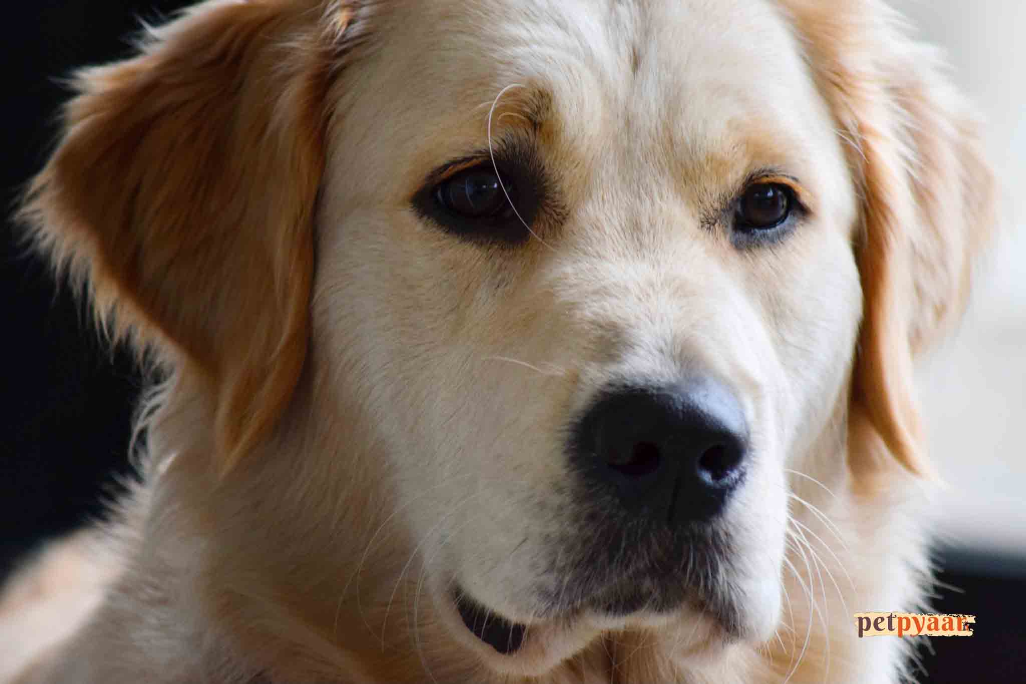 Golden Retriever Lifespan in India: How Long Do They Live?